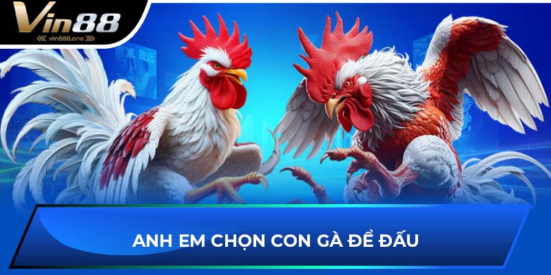 Anh em chọn con gà để đấu