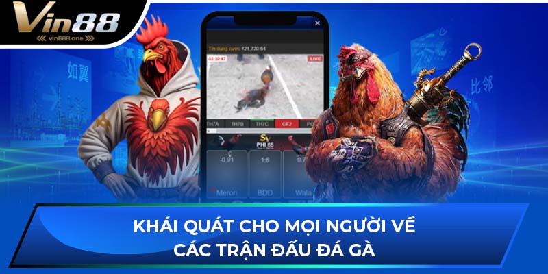 Khái quát cho mọi người về các trận đấu đá gà