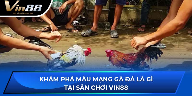 Màu Mạng Gà Đá